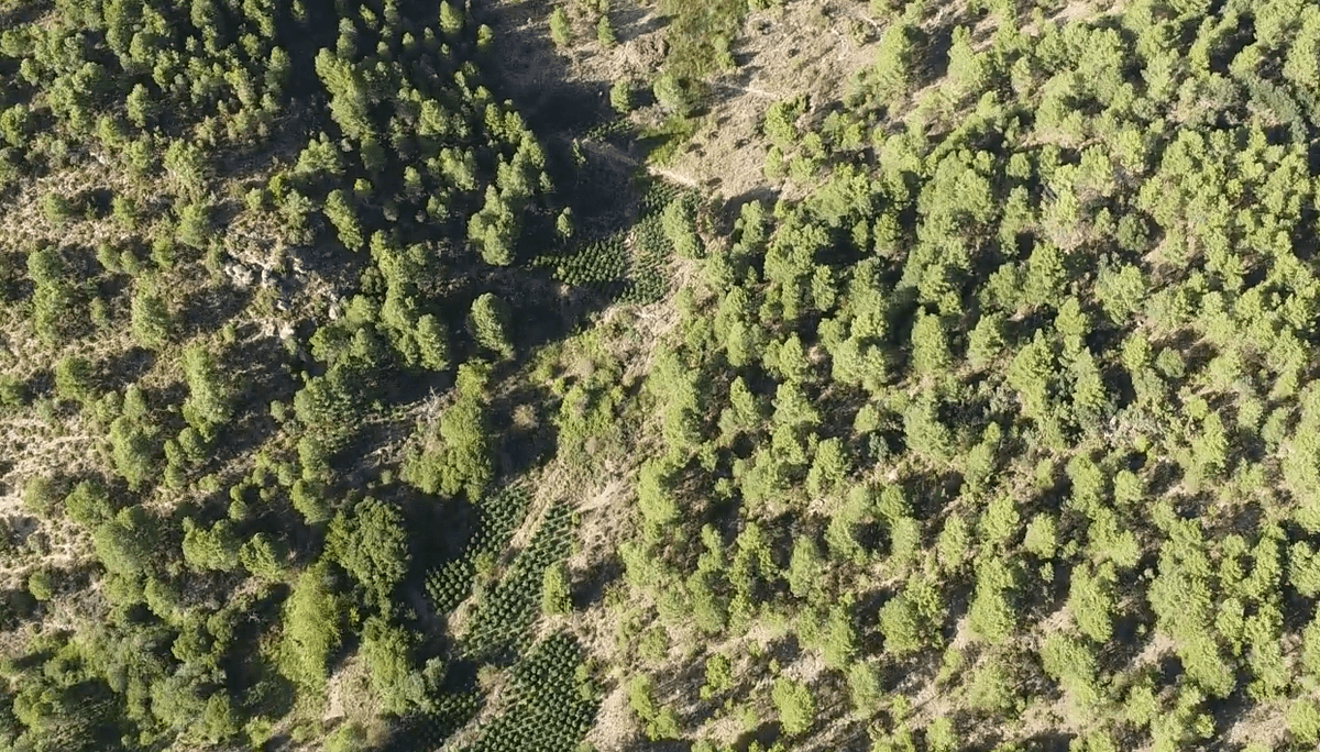 Desmantelan una organización que talaba bosques en Cuenca para encubrir plantaciones de marihuana.
