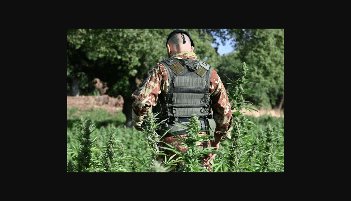 53.000 plantas de cannabis en el cultivo más grande jamás encontrado en Italia
