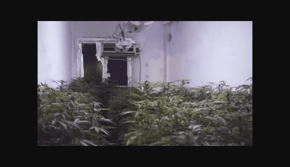 Eliminan 17 cultivos de marihuana en el norte de Granada.
