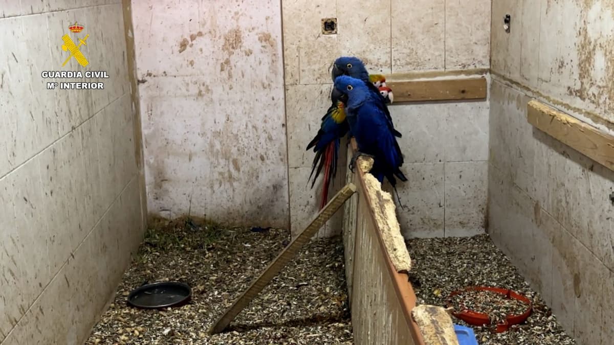 Confiscan 500 ejemplares de especies en peligro de extinción en una casa en Cádiz